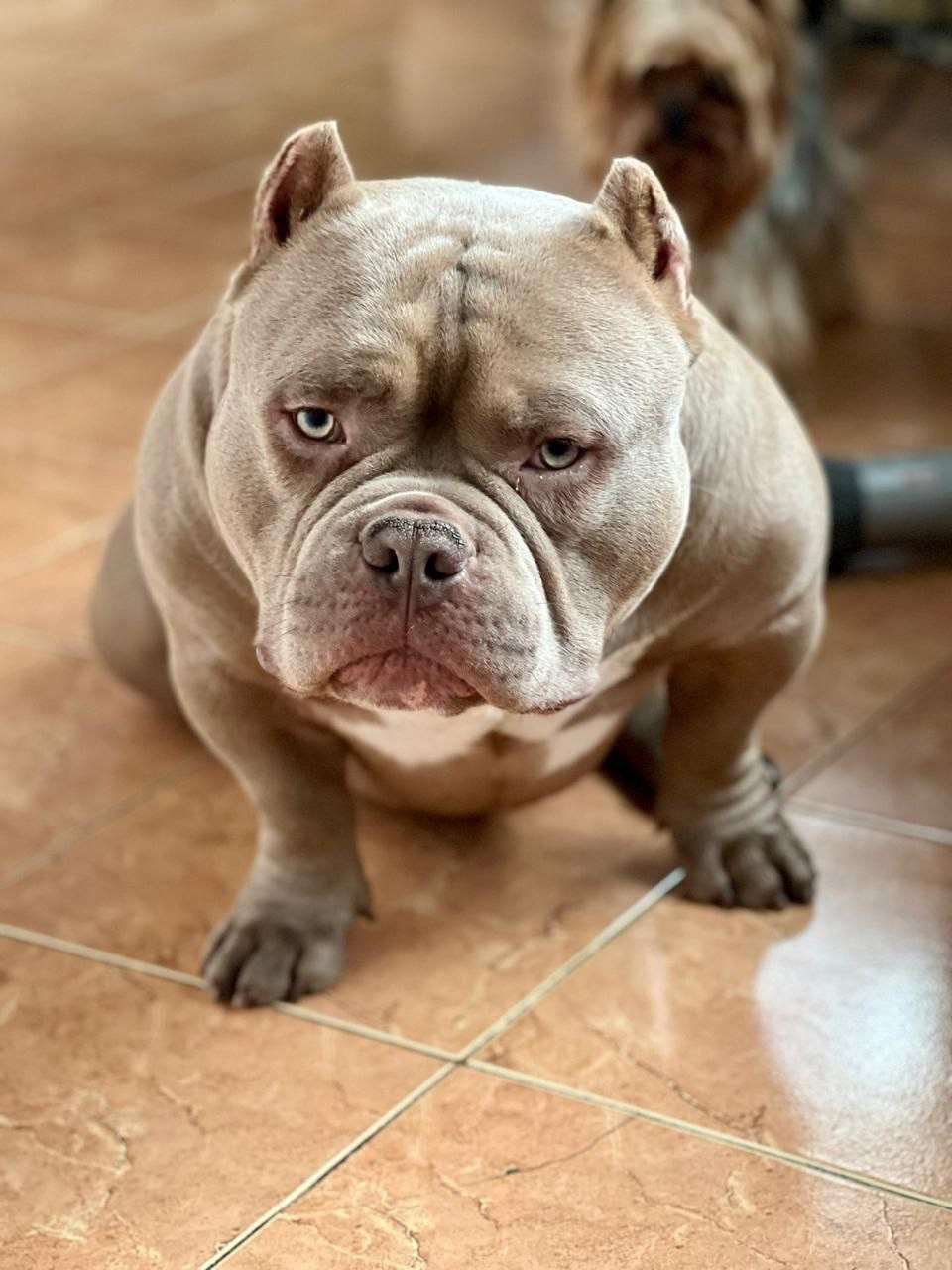 официальный питомник American Bully в Адыгее 