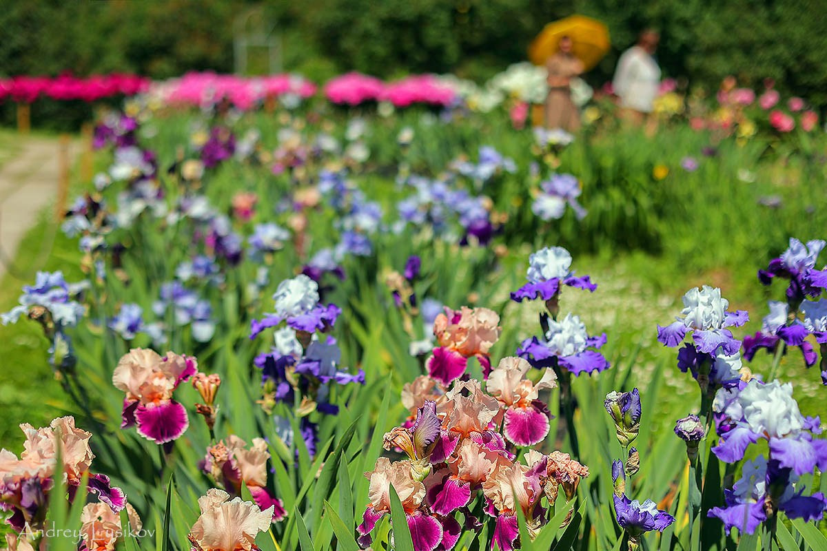 Питомники, садовые центры. Ландшафтный фотограф Андрей Лысиков, Москва