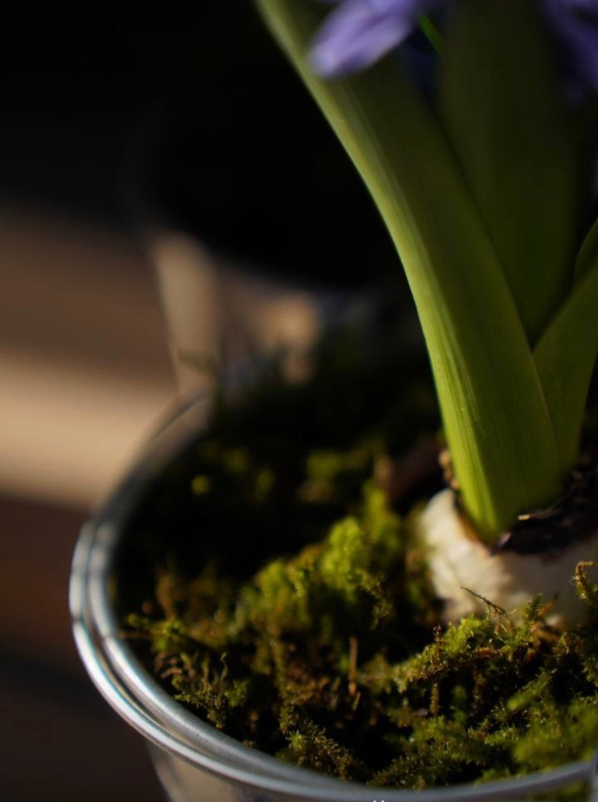 Мастер-классы. ЛЮБИМЫЕ ЦВЕТЫ