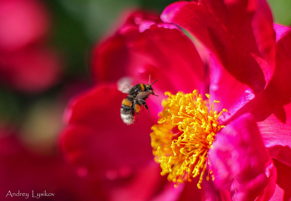 Цветы. Ландшафтный фотограф Андрей Лысиков, Москва