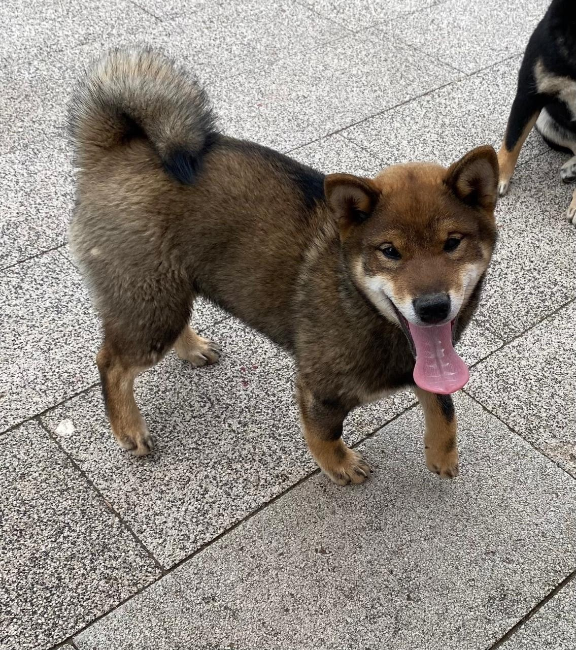 Шаман (сезам) * Шу_ Шаолинь Цукан. AMERICAN AKITA RUBYLIGHT KENNEL I SHIBA-INU