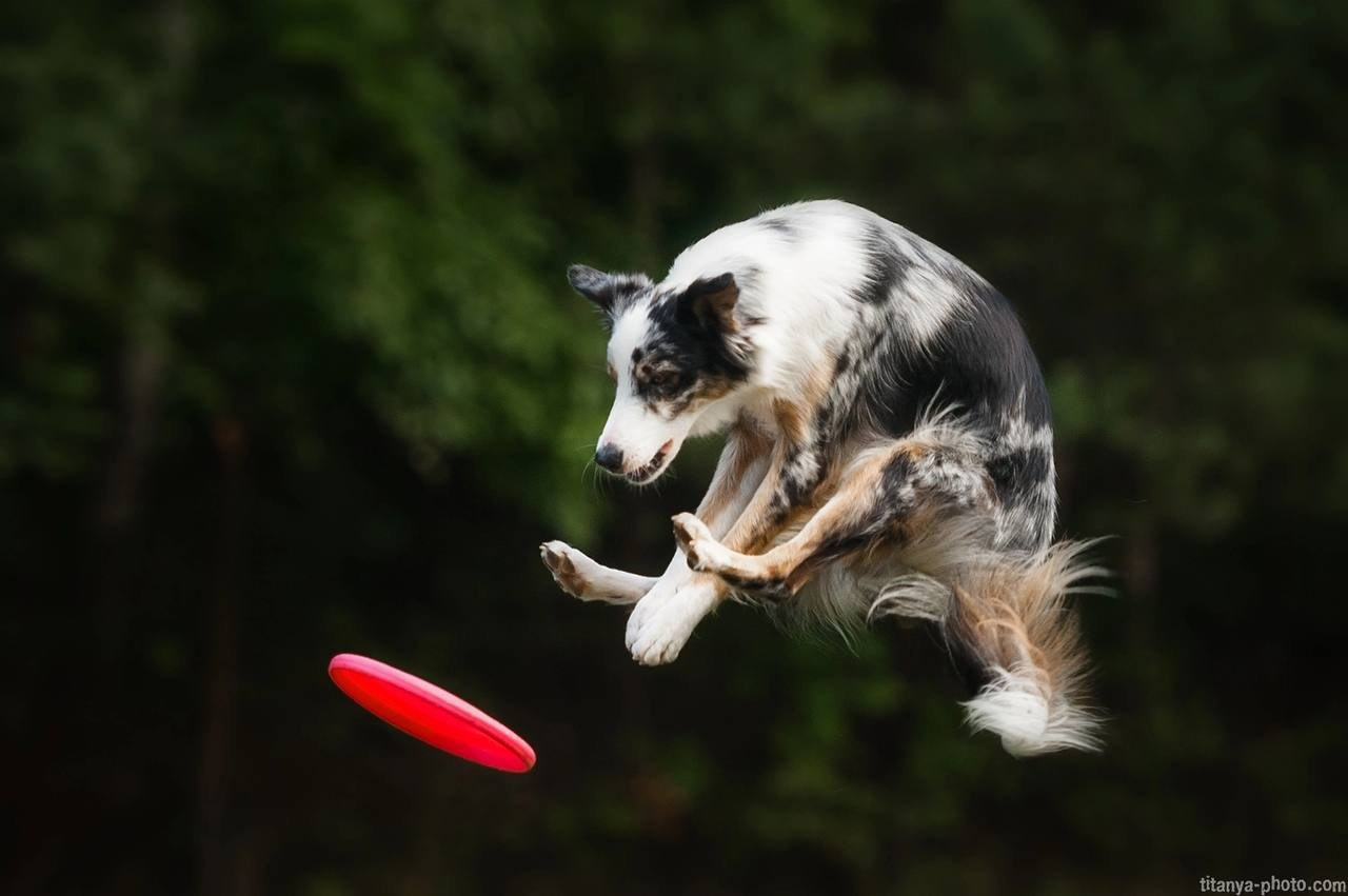 Чемпионат России по дог-фризби (2018, перенос со старого сайта). Фотограф собак, фотограф-анималист Аня Титова (Titanya). Москва