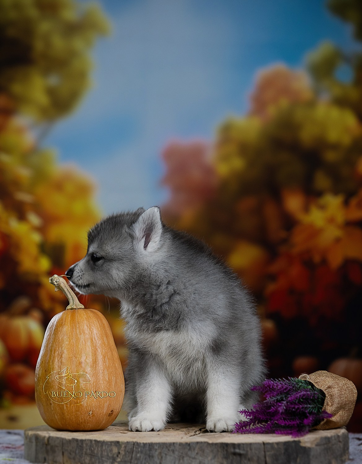 Щенки сибирского хаски из питомника. Питомник собак Акита, Хаски, Корги