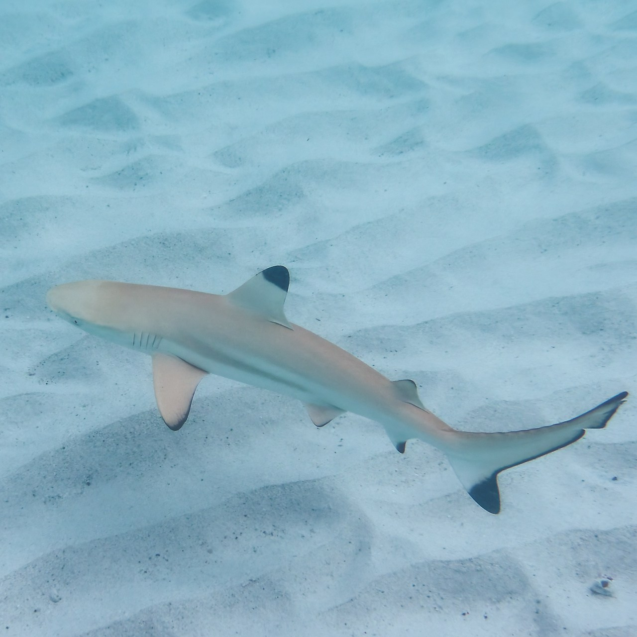 Мне посмотреть. Рыбов показываю