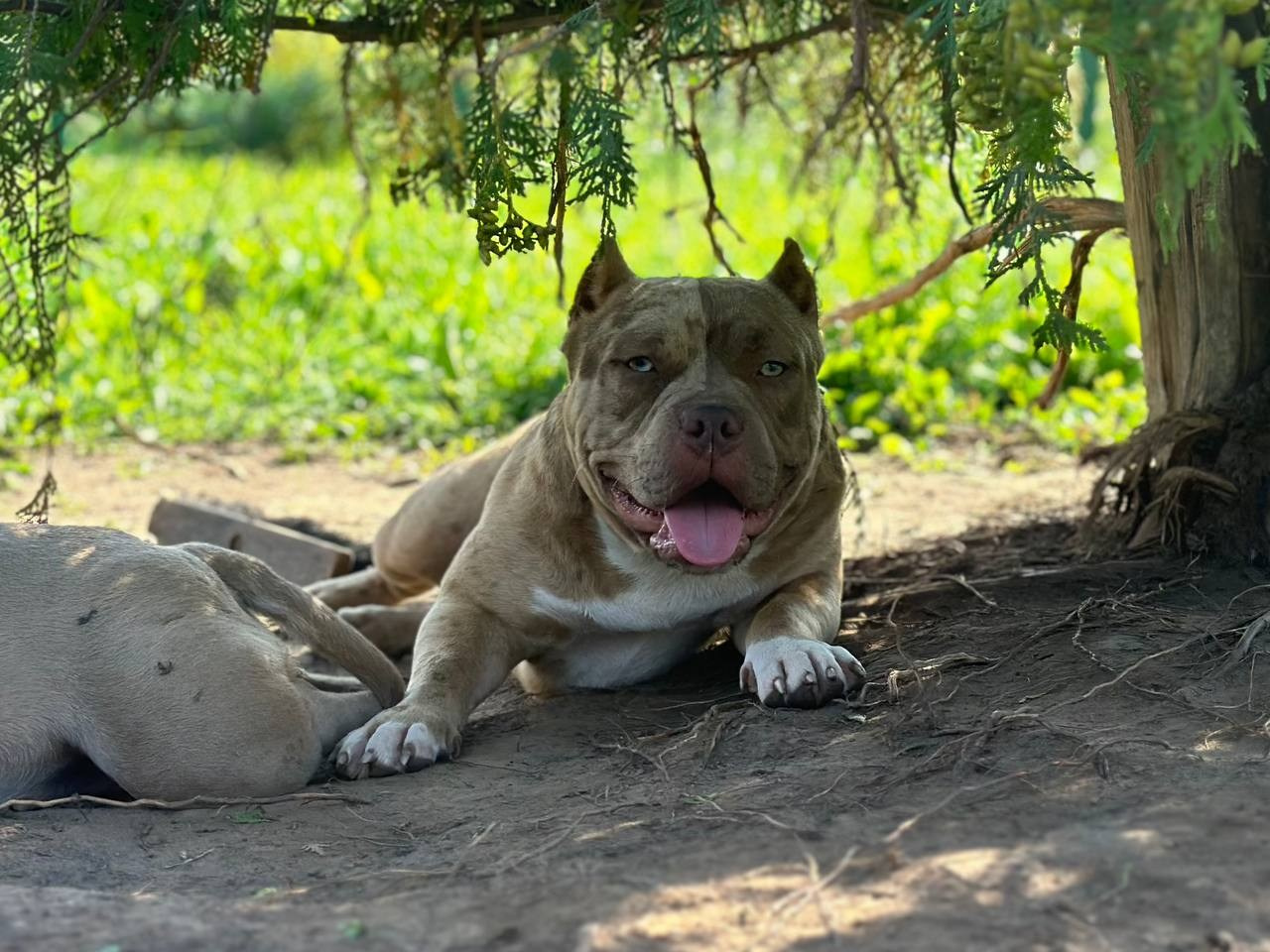 Sunshine Girl. Питомник американских булли Bounty Pride Bully