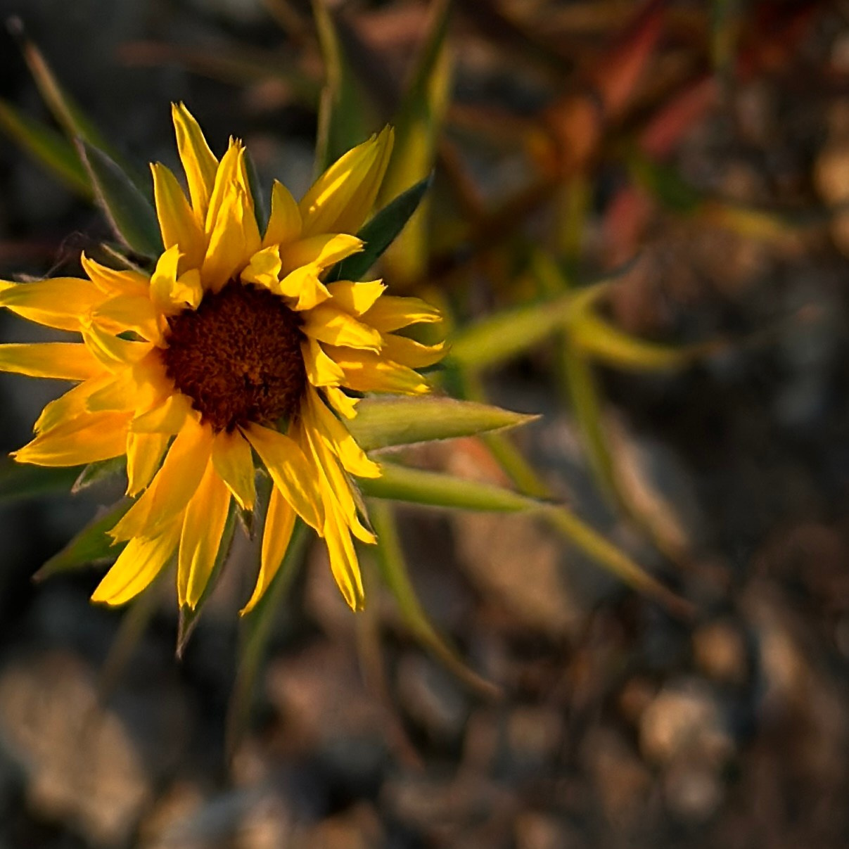 Флора и фауна. Смотри, красота!