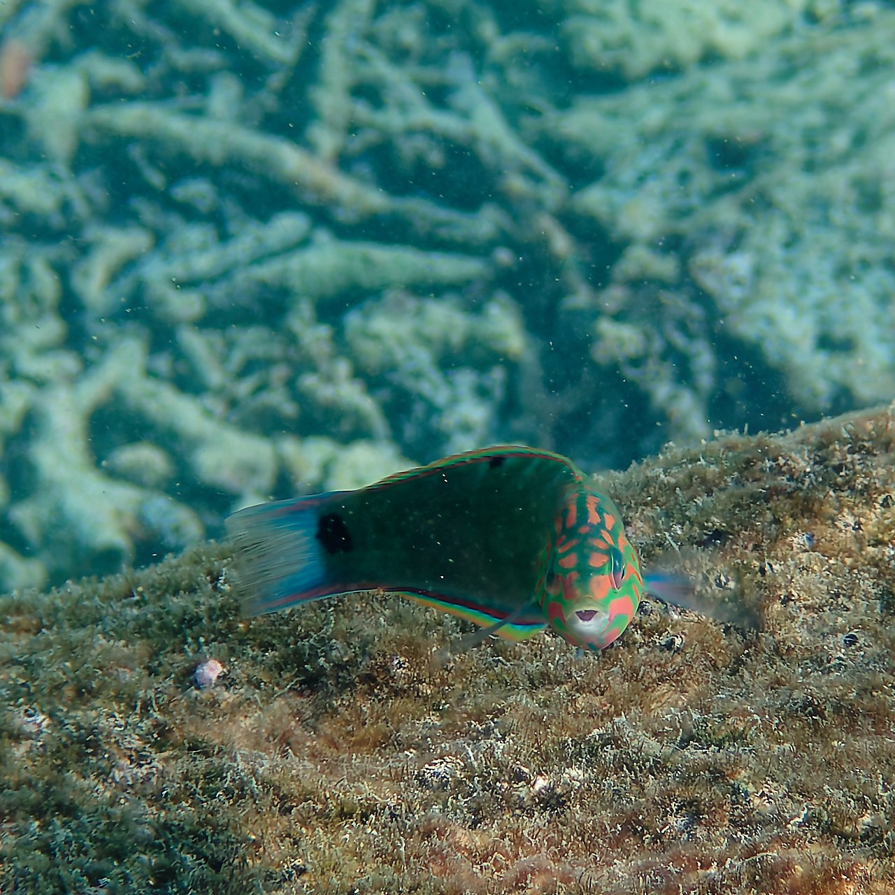 Мне посмотреть. Рыбов показываю