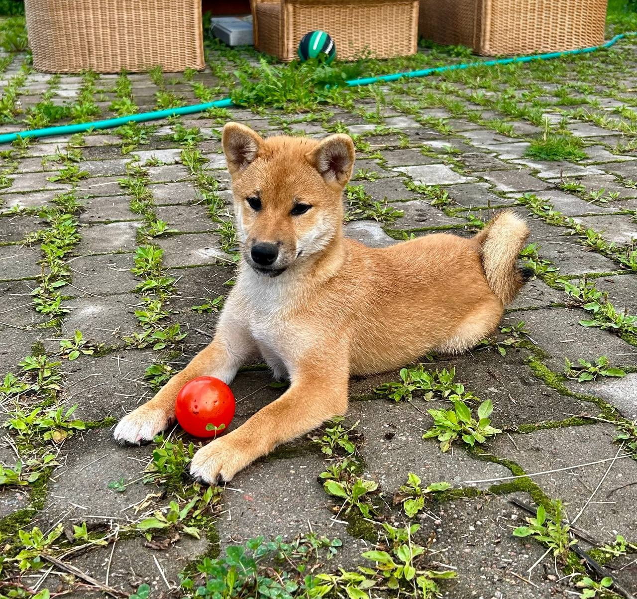 сиба питомник Рубилайт щенки на продажу rubylight  сиба щенки купить СПб Санкт-Петербург