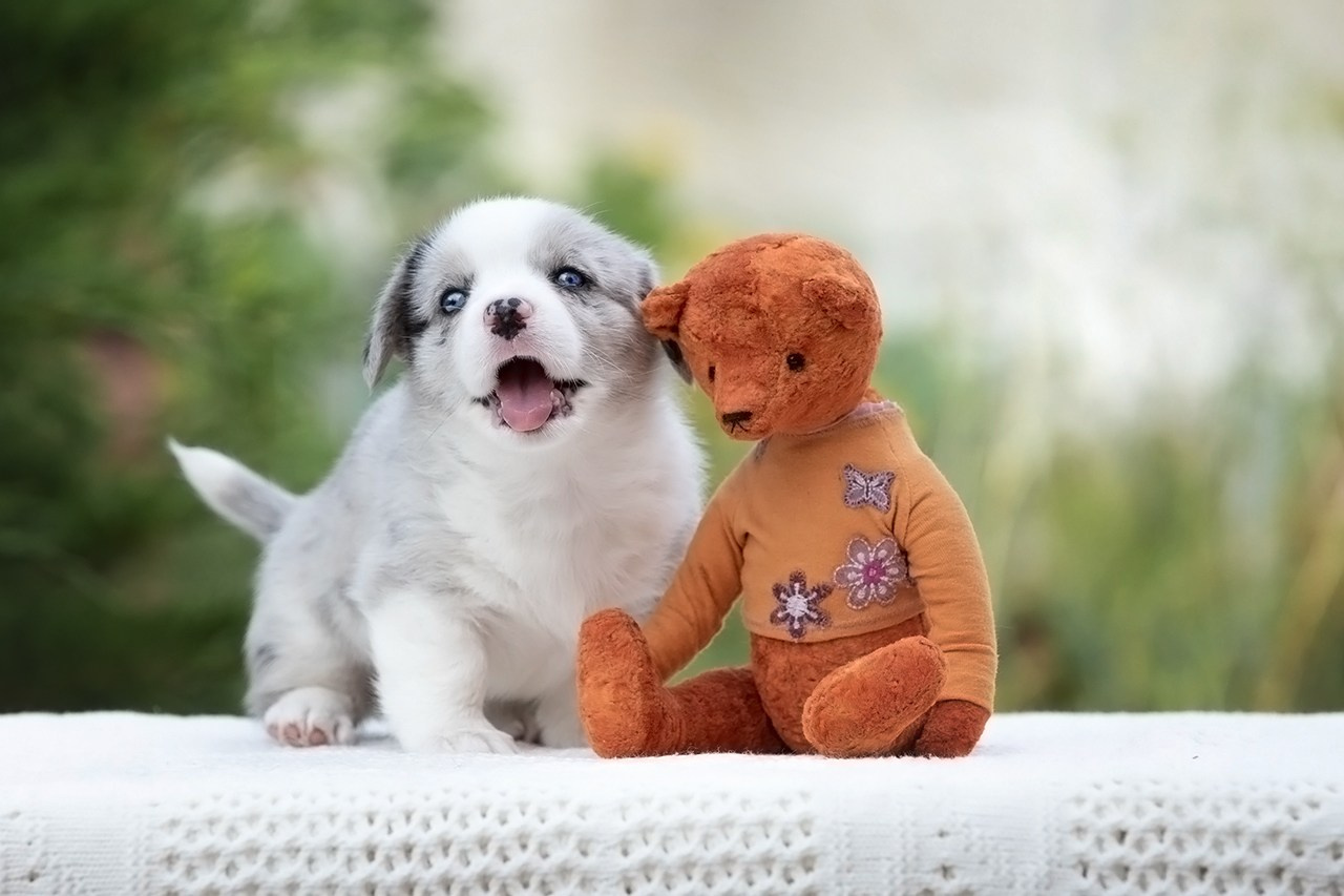 СЪЁМКА ЩЕНКОВ. Фотограф — анималист в Туле Юлия Лето