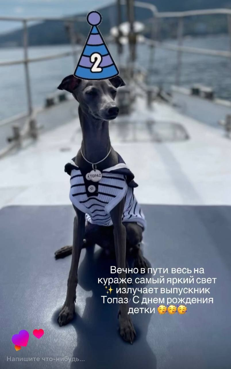 Празднуем дни Рождения. Профессиональный питомник левреток РКФ/FCI ASTI SAPPHIRE 💎 Сочи|Санкт-Петербург