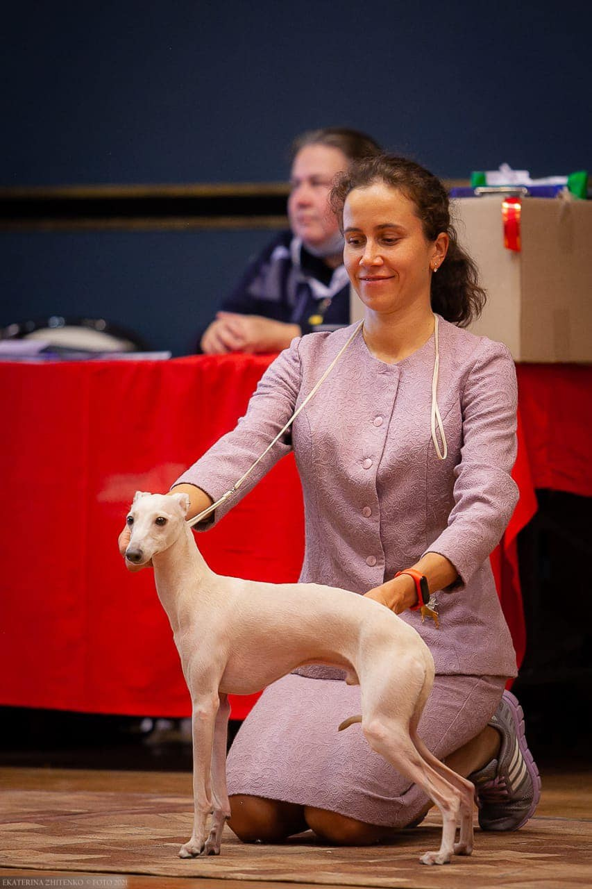 Asti Sapphire Tsezar Ruier Empire. Профессиональный питомник левреток РКФ/FCI ASTI SAPPHIRE 💎 Сочи|Санкт-Петербург