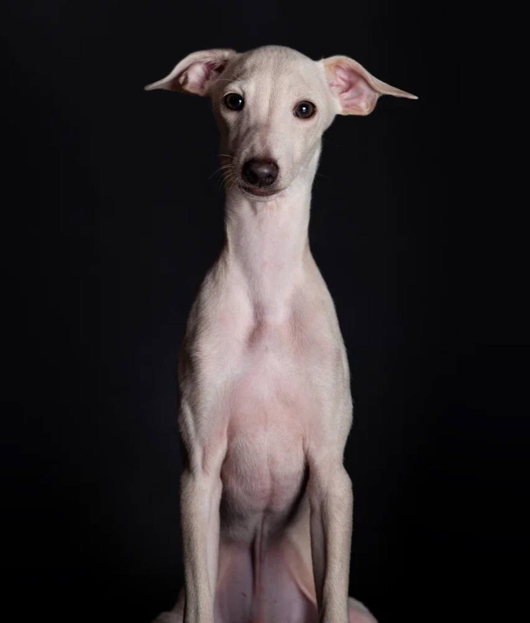 Jeremy & Jupiter. Профессиональный питомник левреток РКФ/FCI ASTI SAPPHIRE 💎 Сочи|Санкт-Петербург