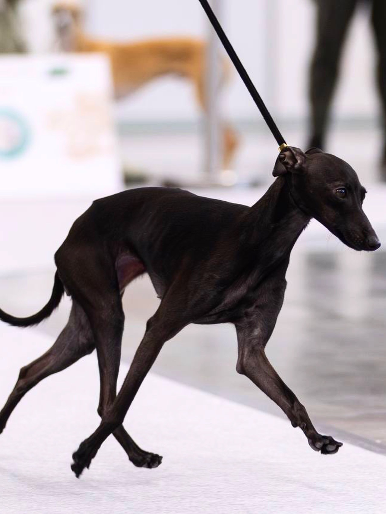 Итоги января. Профессиональный питомник левреток РКФ/FCI ASTI SAPPHIRE 💎 Сочи|Санкт-Петербург