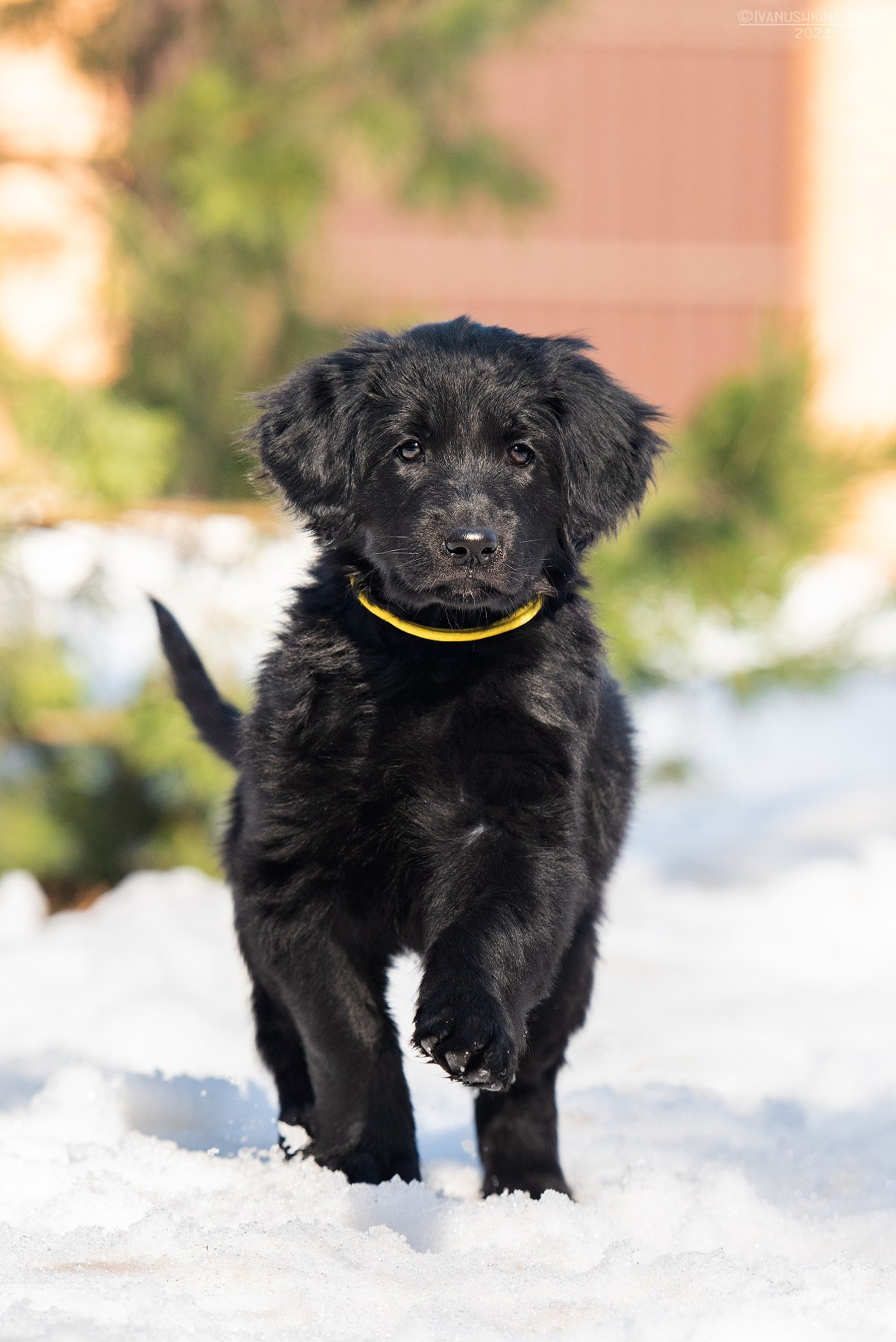 Фотосессия щенков на продажу. Фотограф собак в Москве и Московской области Иванушкина Мария