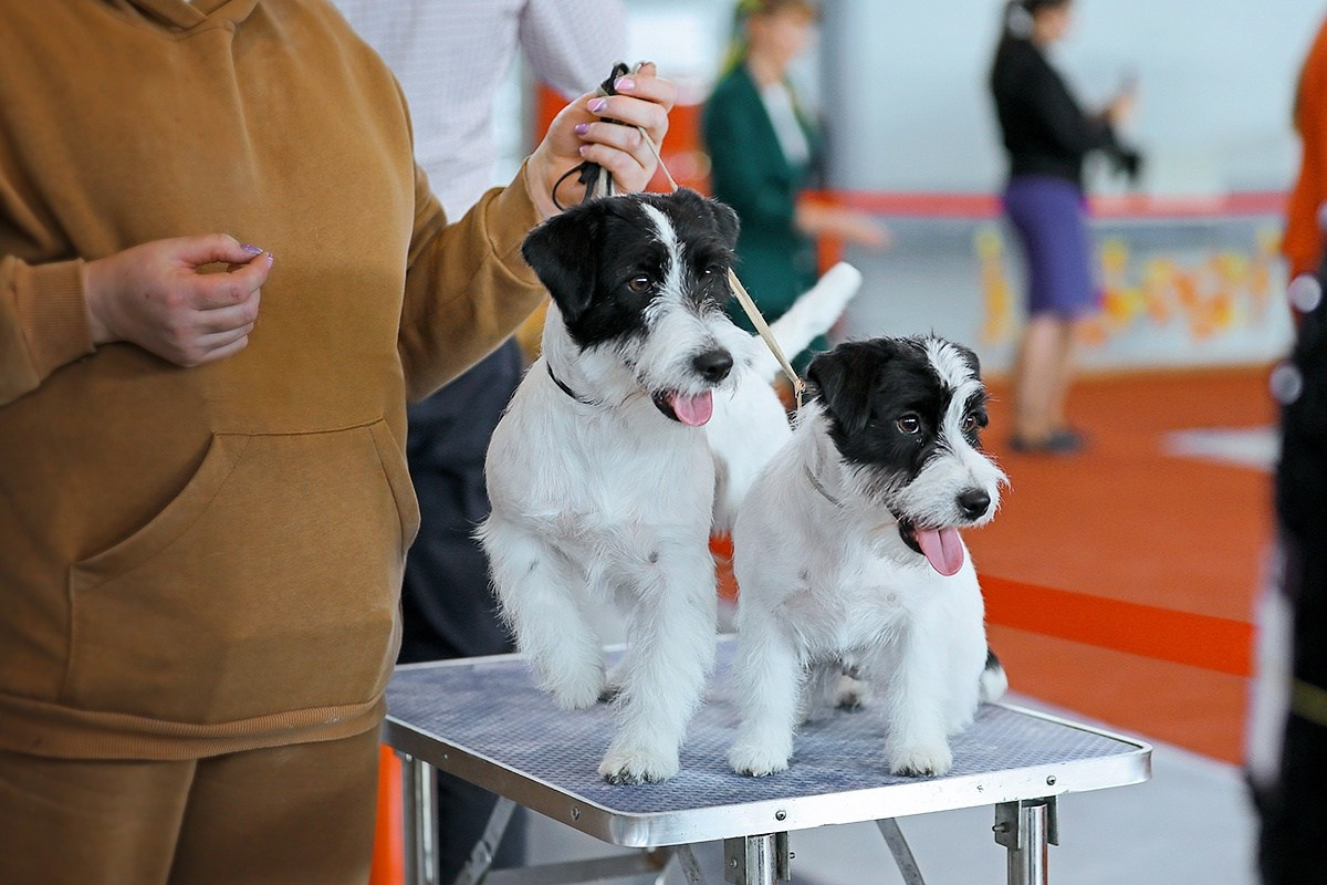 Щенки джек рассел терьера, питомник РКФ, питомник джек рассел терьеров, питомник Порт Фортис, kennel PORT FORTIS
