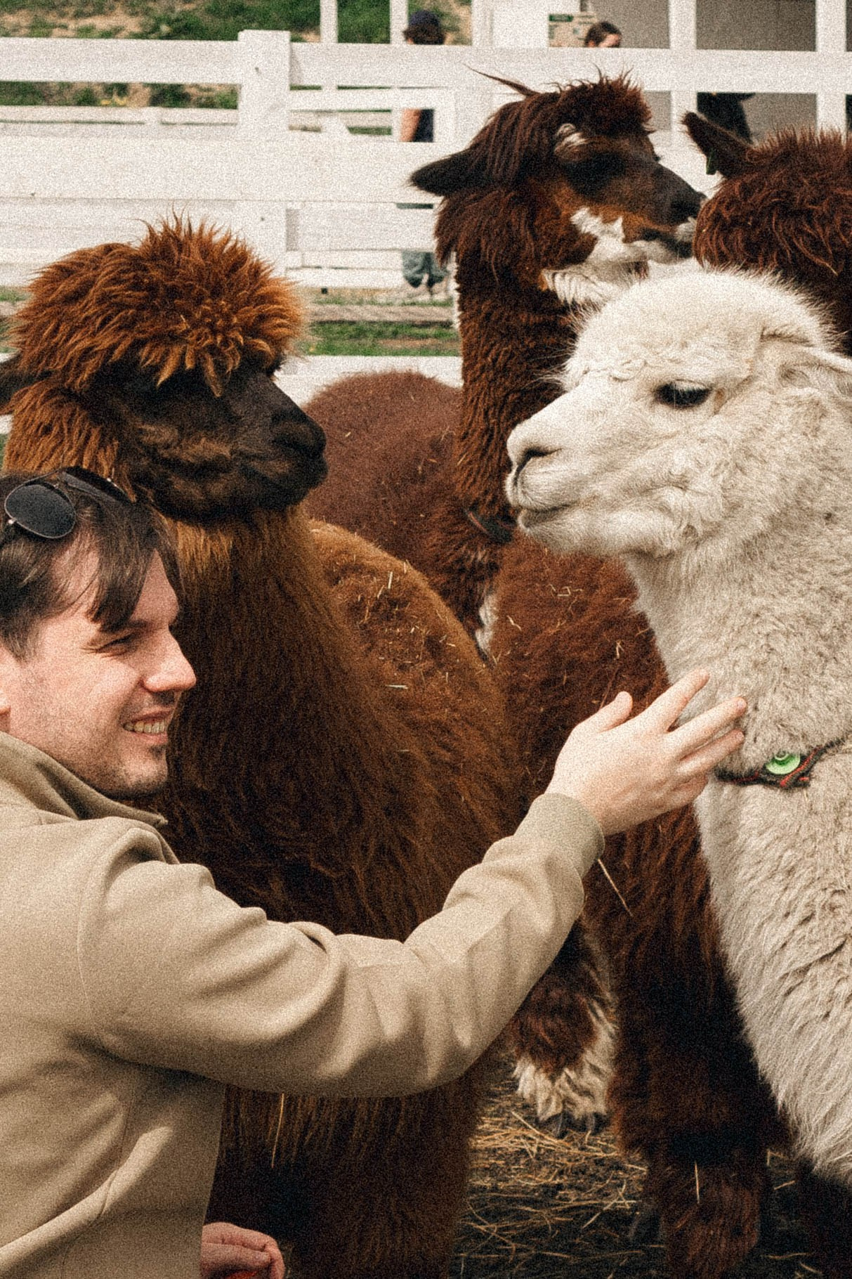 Ферма Альпак. Профессиональный фотограф, Санкт-Петербург — Виктория Богомолова