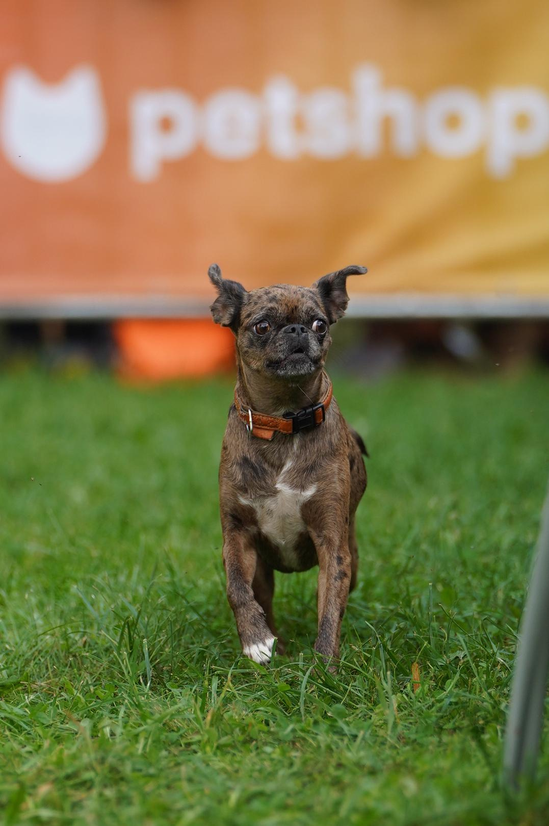 Петшопдей. Фотограф анималист