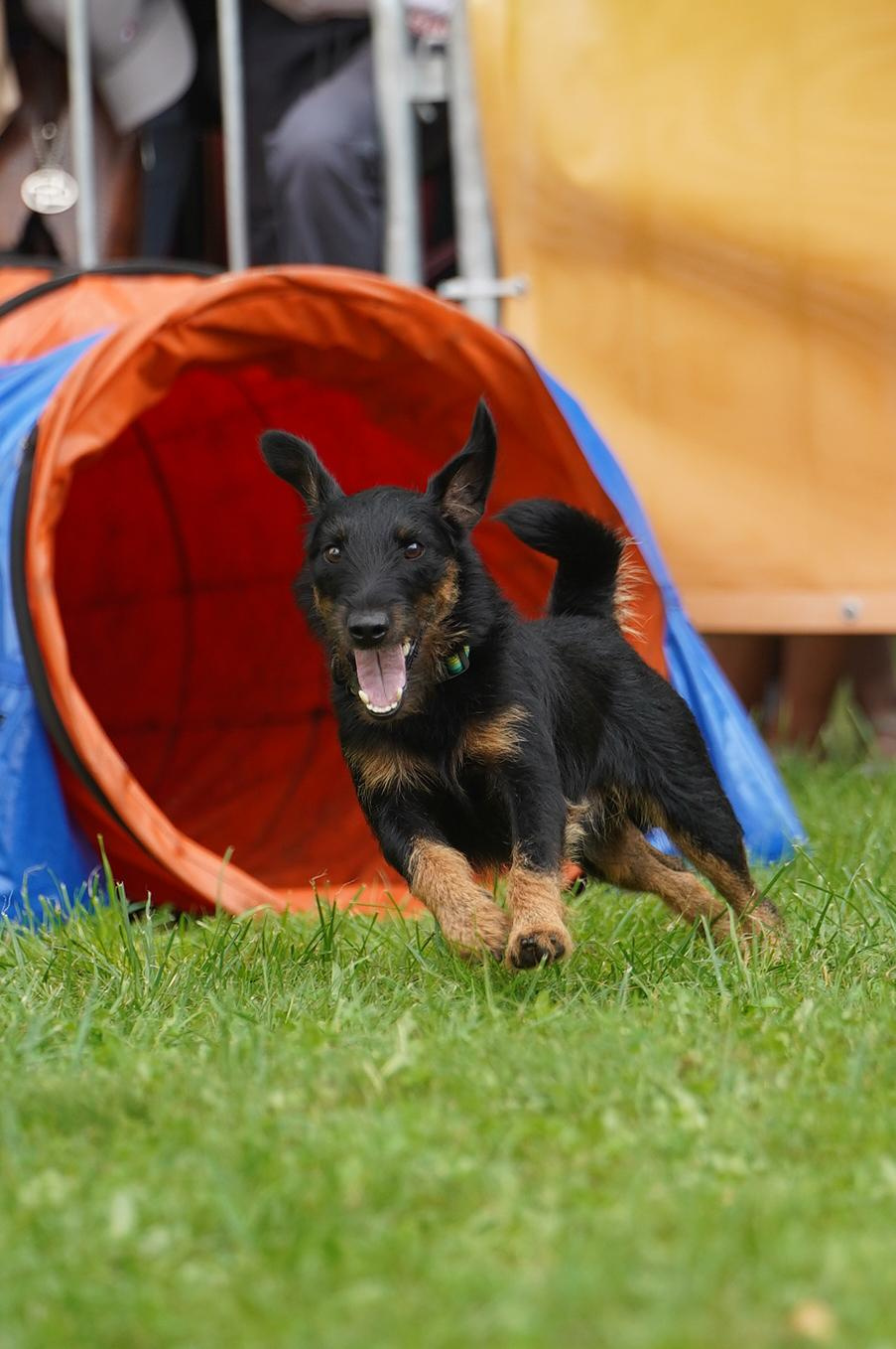 Петшопдей. Фотограф анималист