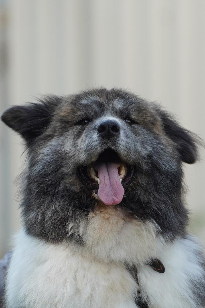 Петшопдей. Фотограф анималист