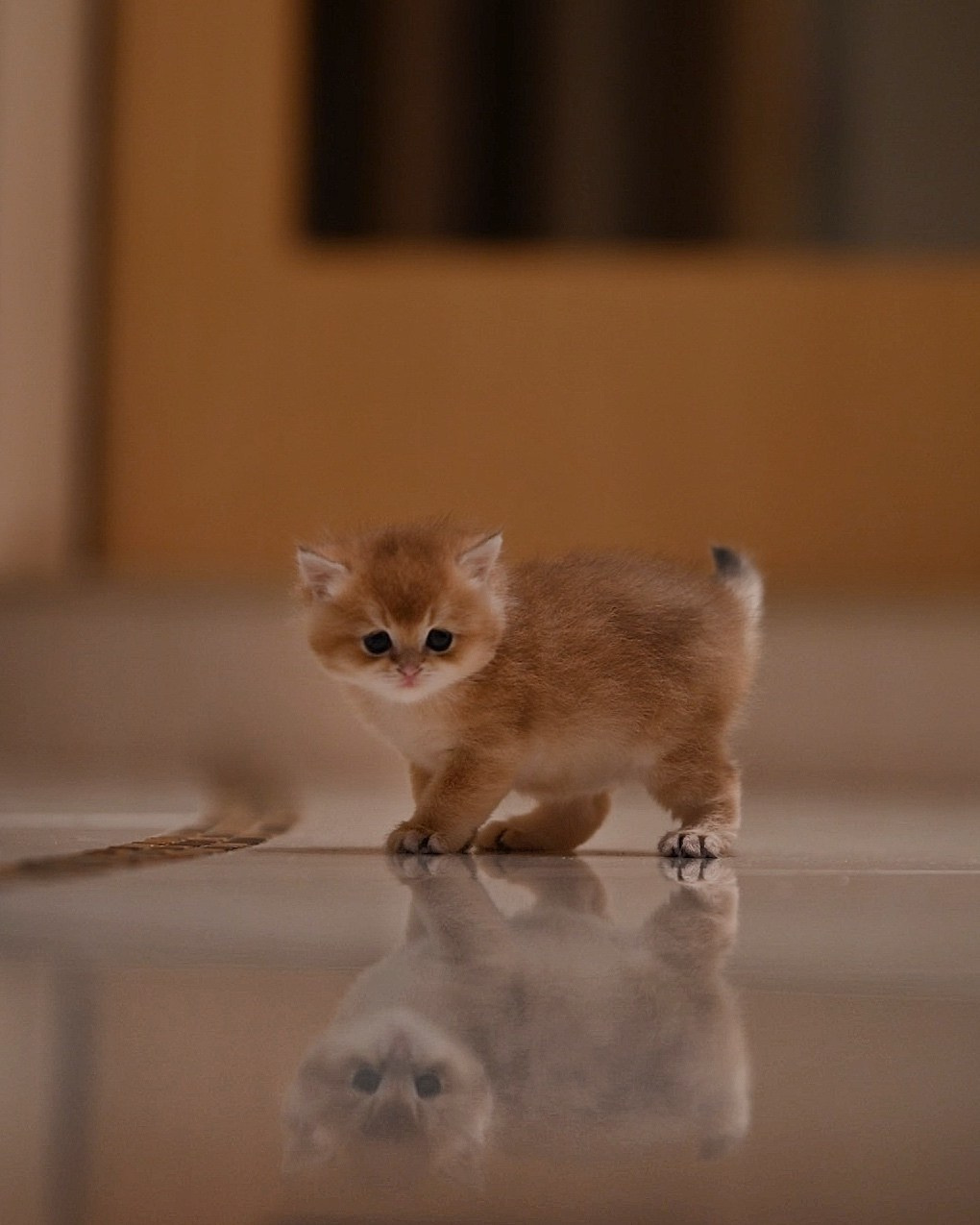 Зевс. Фотограф Ваших событий 📸