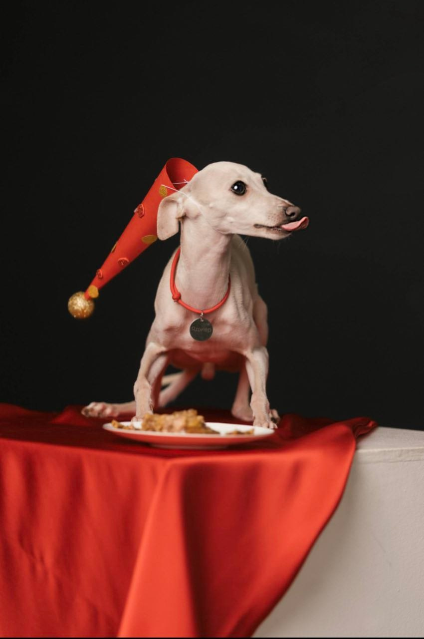 Празднуем дни Рождения. Профессиональный питомник левреток РКФ/FCI ASTI SAPPHIRE 💎 Сочи|Санкт-Петербург