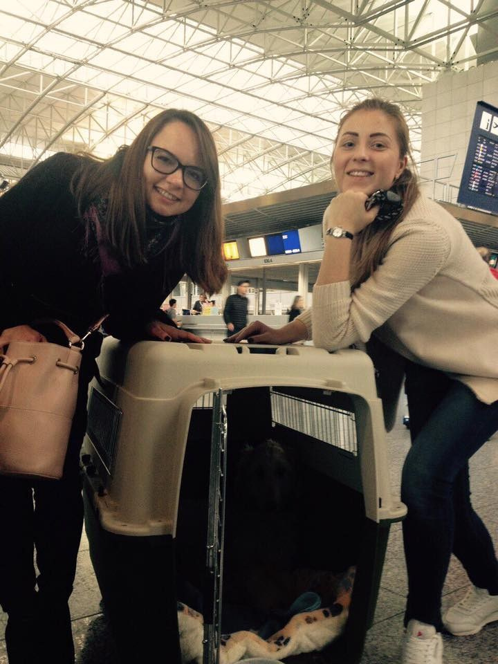 LYCORIS DREAMS BLUE DIAMOND «Evian». Профессиональный питомник левреток РКФ/FCI ASTI SAPPHIRE 💎 Сочи|Санкт-Петербург