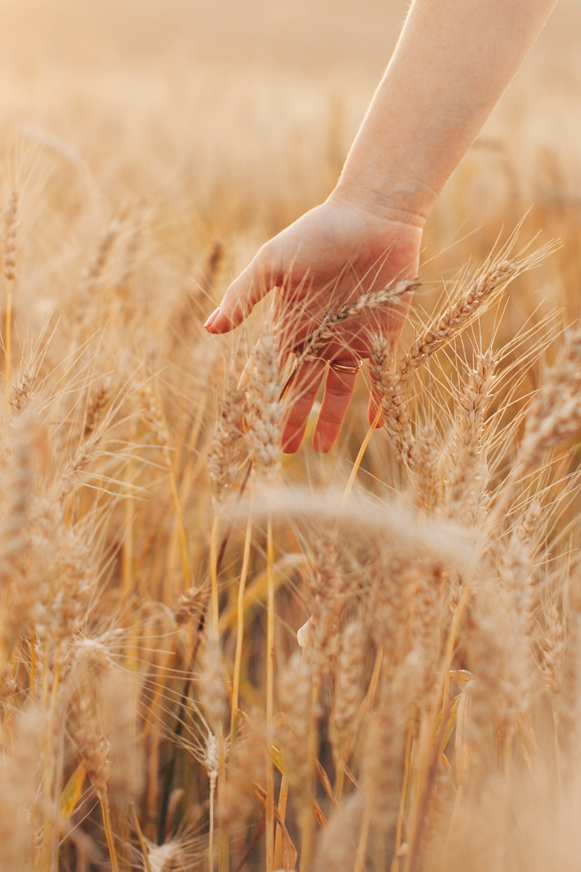 Семейная фотосессия в поле на закате. Фотограф Ольга Ефремова