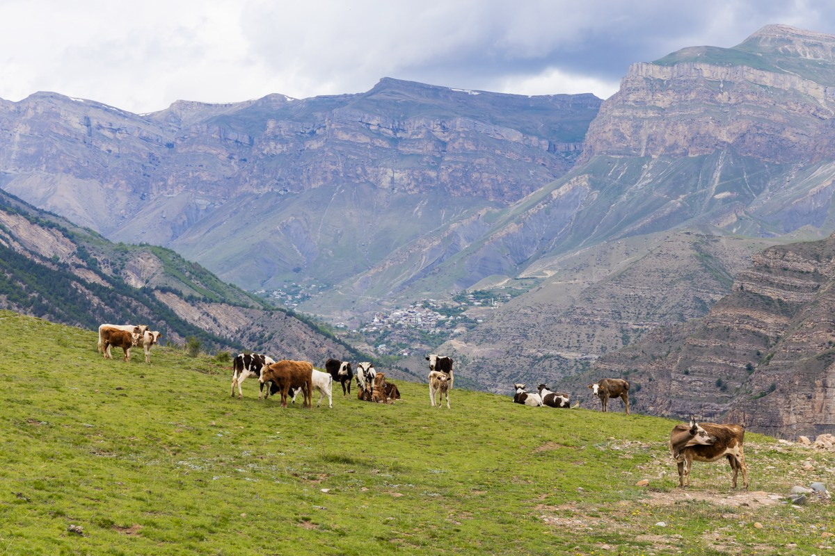 Животные. Photomantis