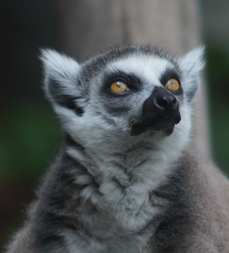 Животный мир📸. Фотограф Москва и Сергиев Посад Ирина Ермакова