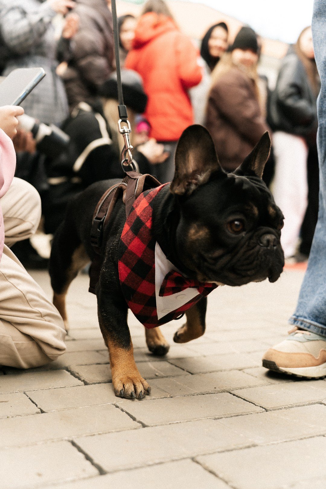 Парад Бульдогов. Axenov_eugene