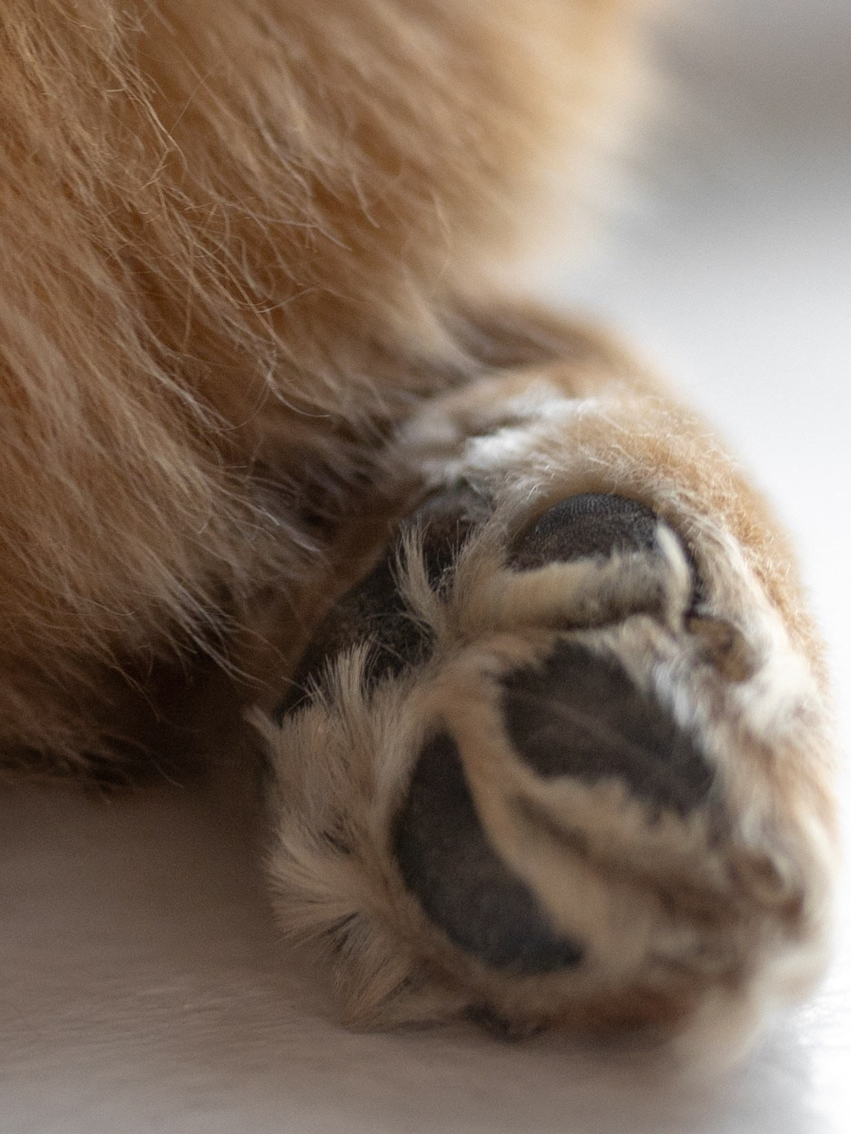 Лимон и Аня. Фотограф-анималист в Москве Кириллова Татьяна