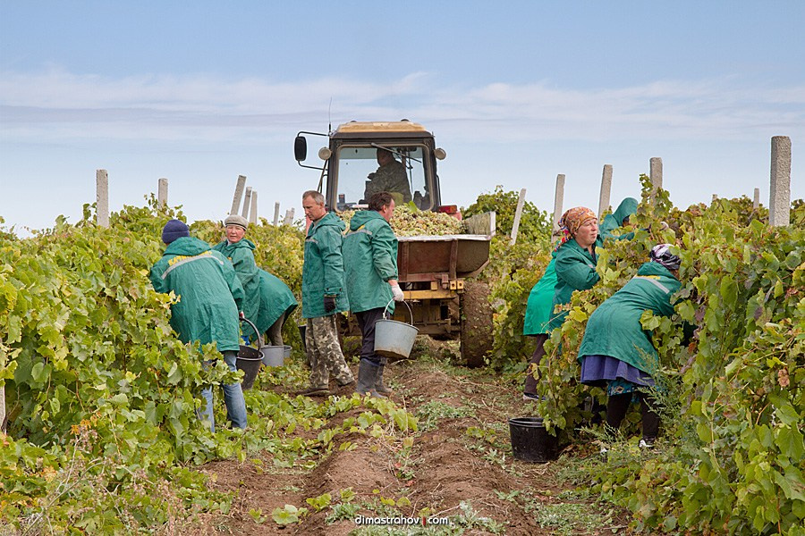 Винзавод Качинский +. Свадебный фотограф, фотосъемка в Крыму, Севастополе, Симферополе, Ялте