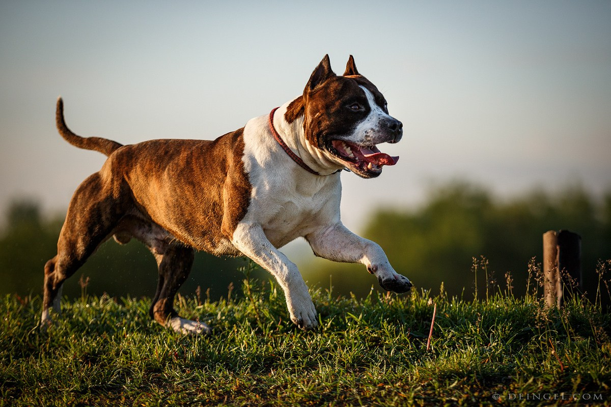 АСТ Федя, Пако и Ника. Фотограф-анималист Natalia Deingel | Фотосъемка собак в Москве