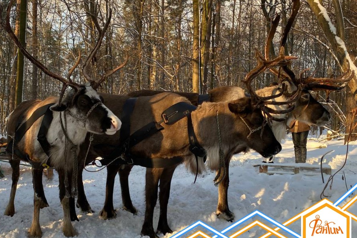 В гости к северным оленям | 02.12.2023. Галерея Фантим