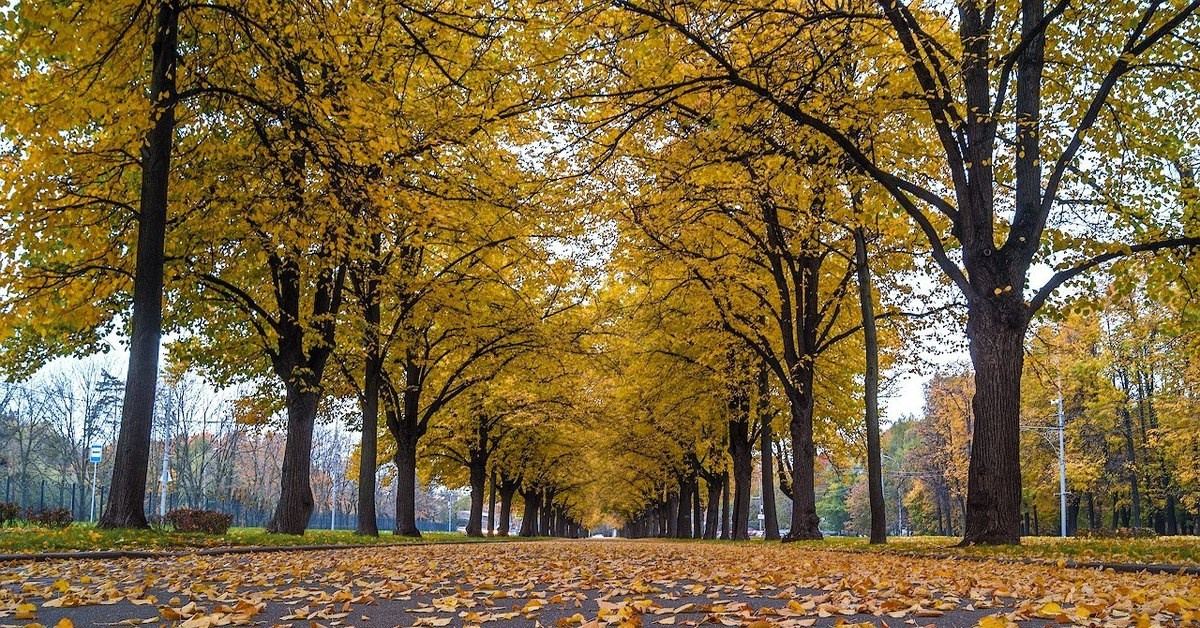 Лучшие места для осенней фотосессии в Москве: идеи и образы для идеаль. Профессиональный фотограф в Москве. Елена Шуваева