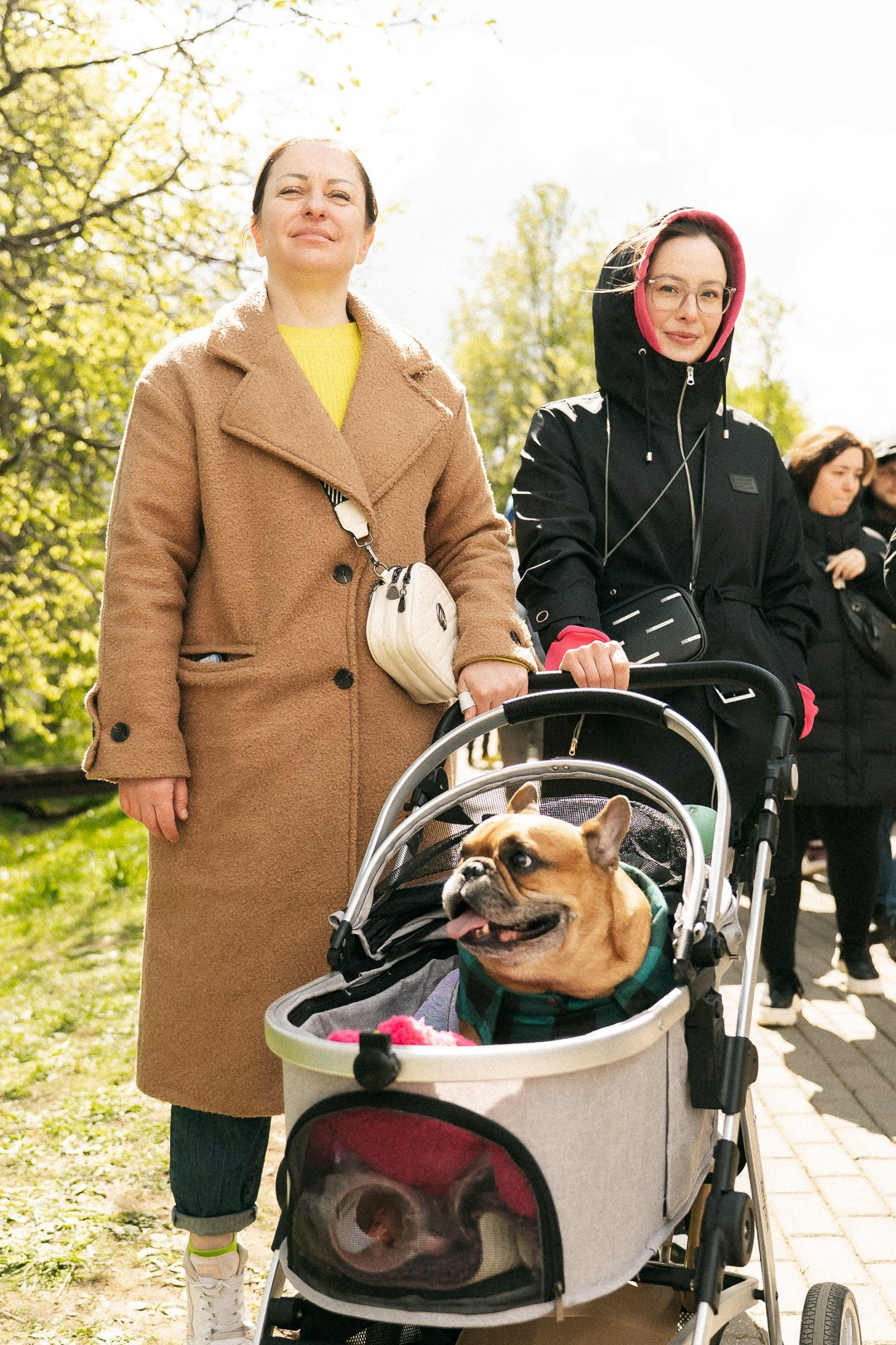 Парад Бульдогов. Axenov_eugene