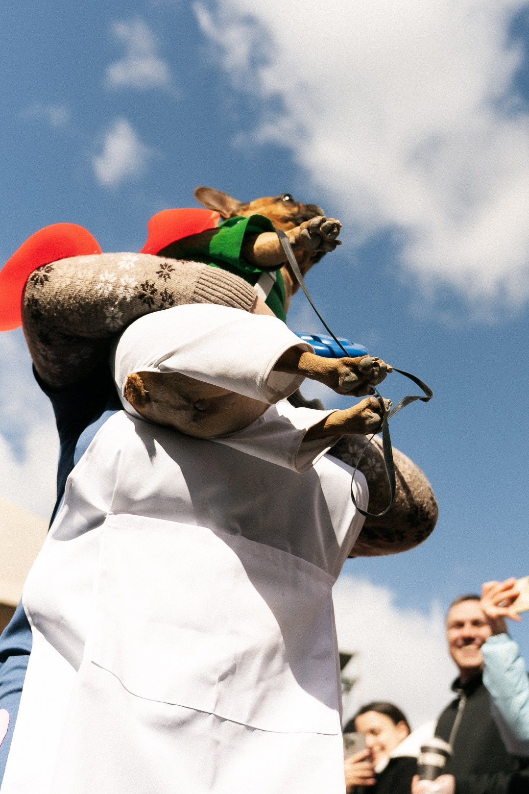 Парад Бульдогов. Axenov_eugene