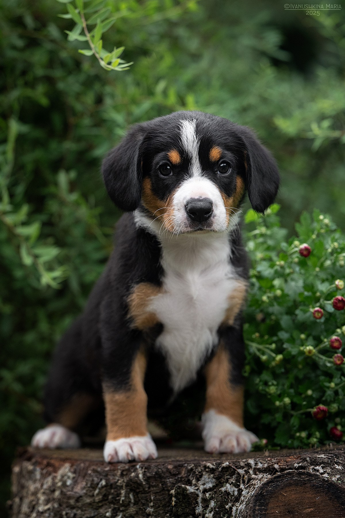 Фотосессия щенков на продажу. Фотограф собак в Москве и Московской области Иванушкина Мария
