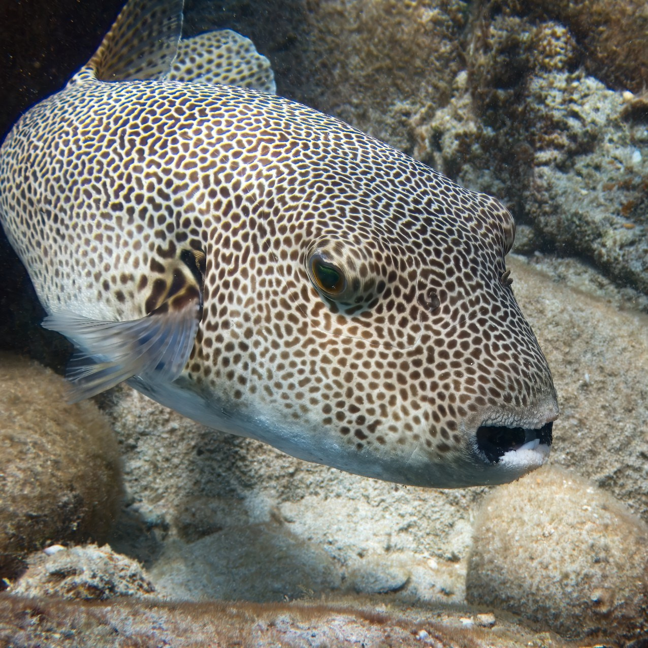 Мне посмотреть. Рыбов показываю