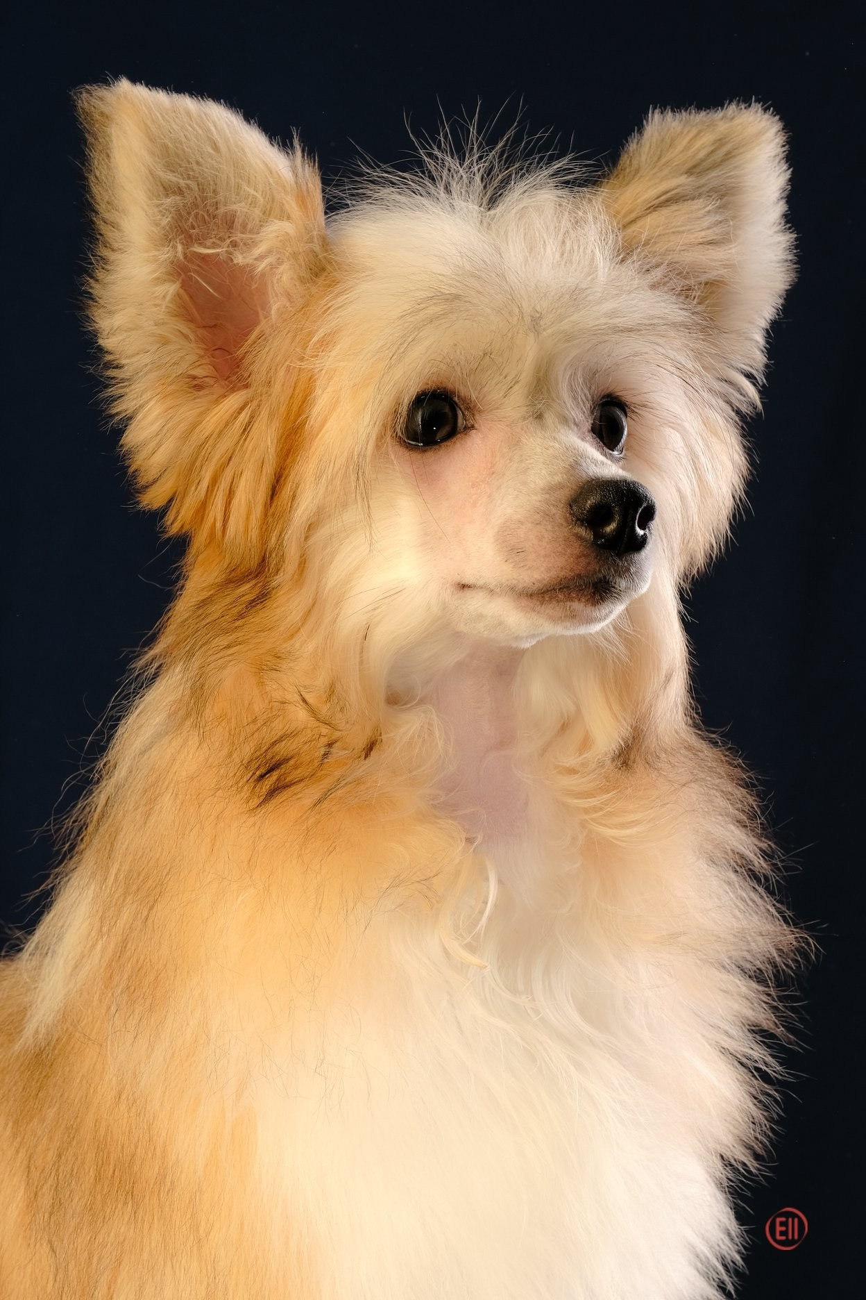 Poale Ell Chen. Chinese Crested Dog Kennel Poale Ell