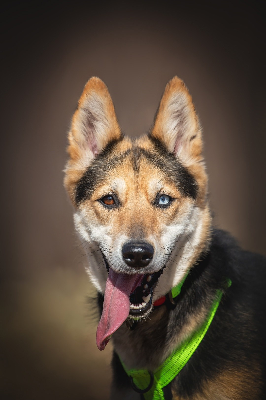 Собаки. Портреты. Irenephoto.ru