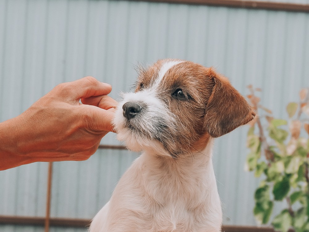 CANE MAESTRO SAYONARA. CANE MAESTRO — kennel Jack Russell Terrier