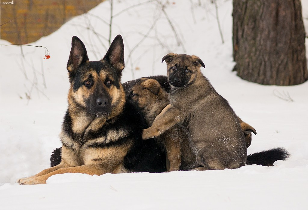 Life with dog. Saamill