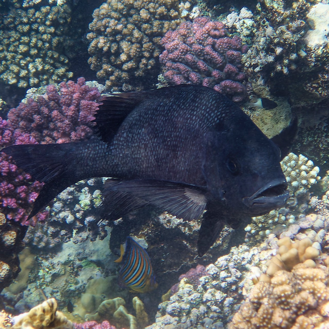 Мне посмотреть. Рыбов показываю