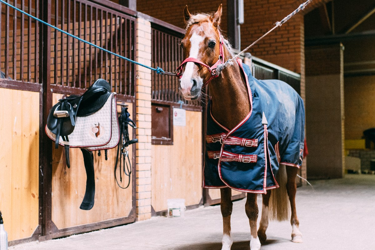 Выездка КСК «Дерби». Репортажный и семейный фотограф в Санкт-Петербурге Тарас Марченко