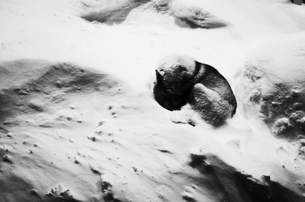 Кораль. На север к оленям. Репортажный фотограф в Сочи — Михаил Мордасов