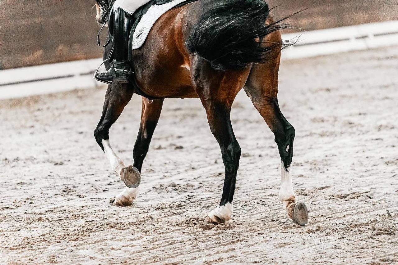 ВЕСЕННИЙ КУБОК КСК «УРОЖАЙ» по ВЫЕЗДКЕ на призы ФСОП «РОССИЯ», II этап. Конный фотограф Куракина Дарья • Фотосессии с лошадьми