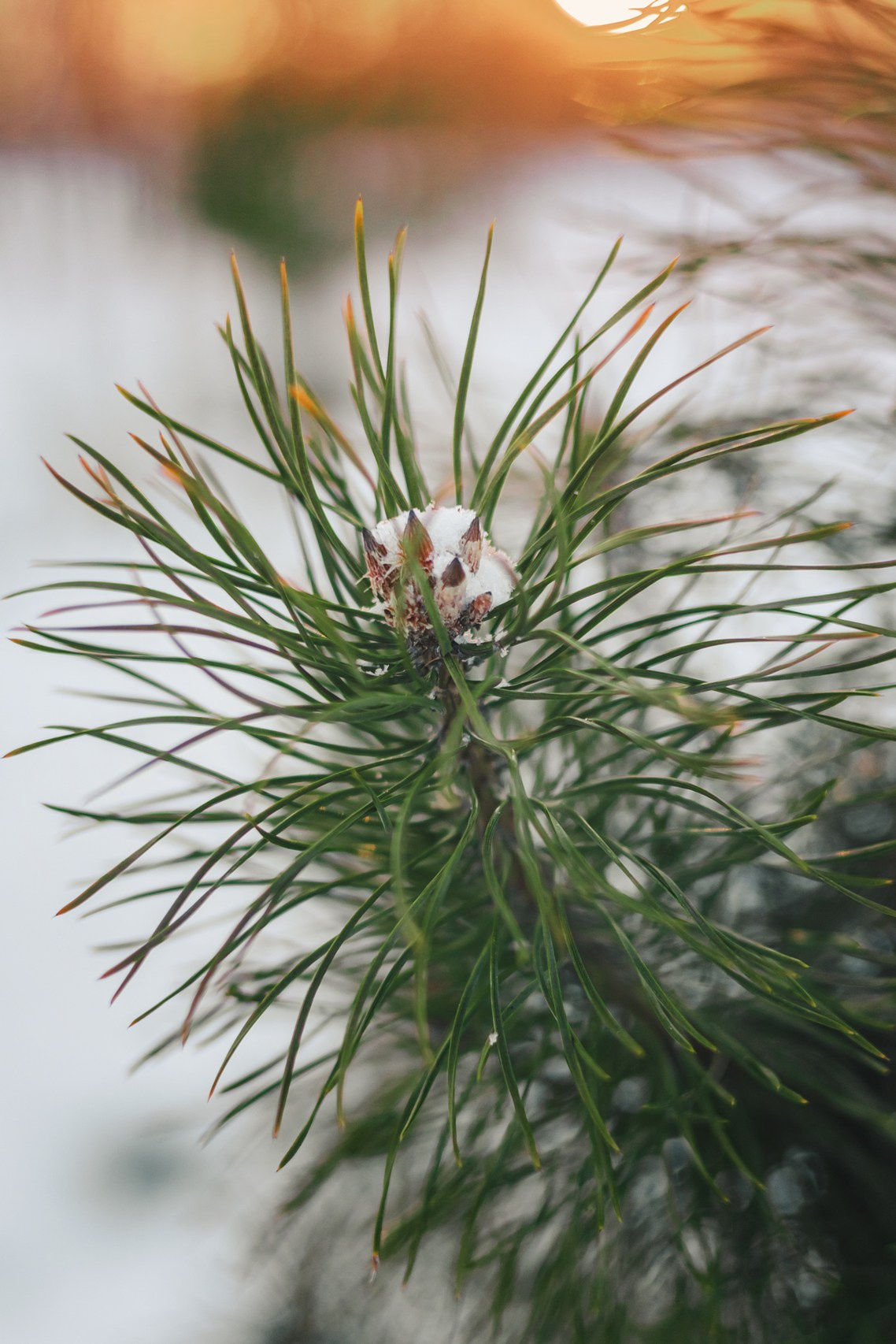 Проводы зимы. Семейный и детский фотограф |Брянск| Анастасия Перепелкина