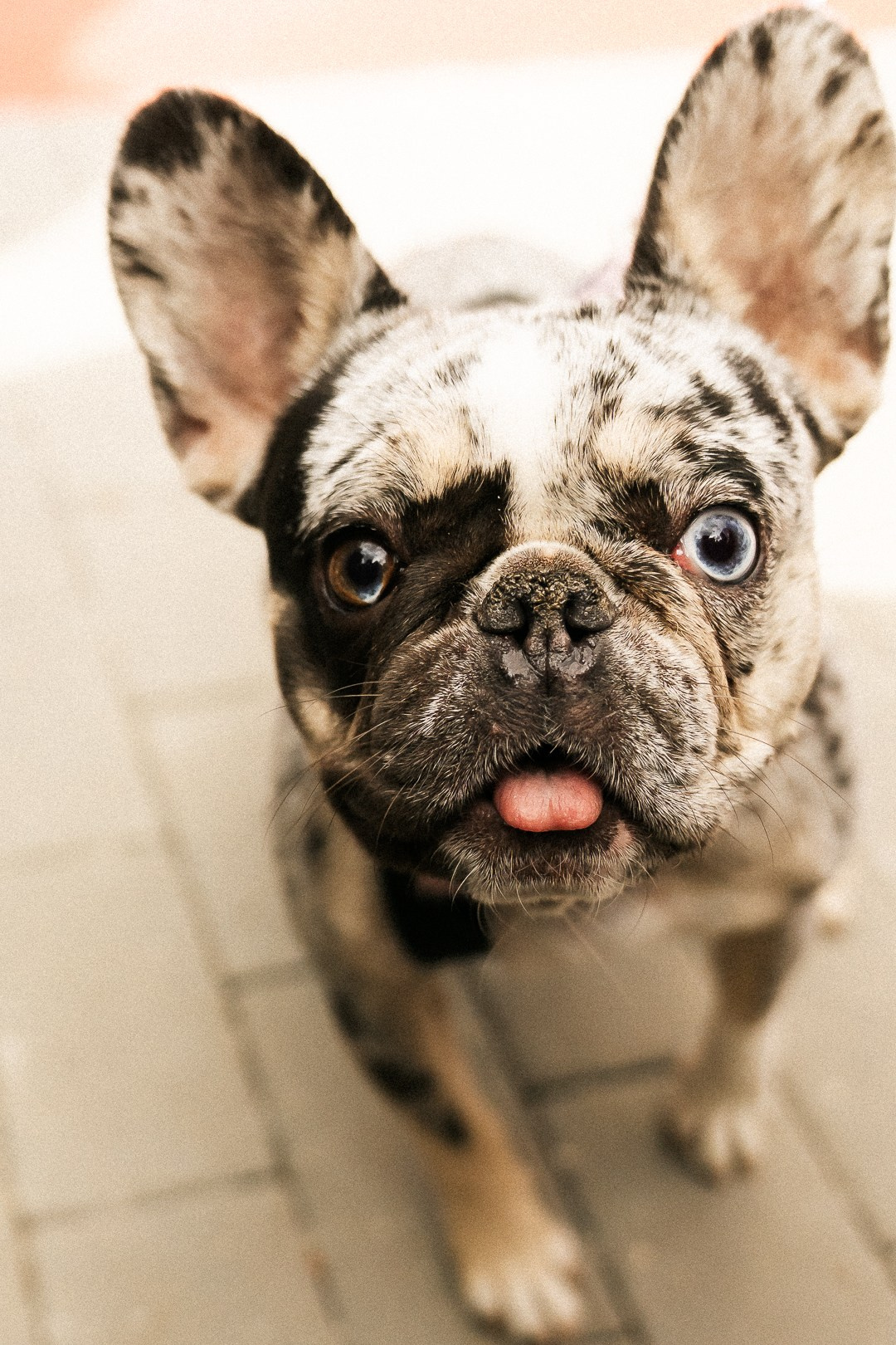 Парад Бульдогов. Axenov_eugene