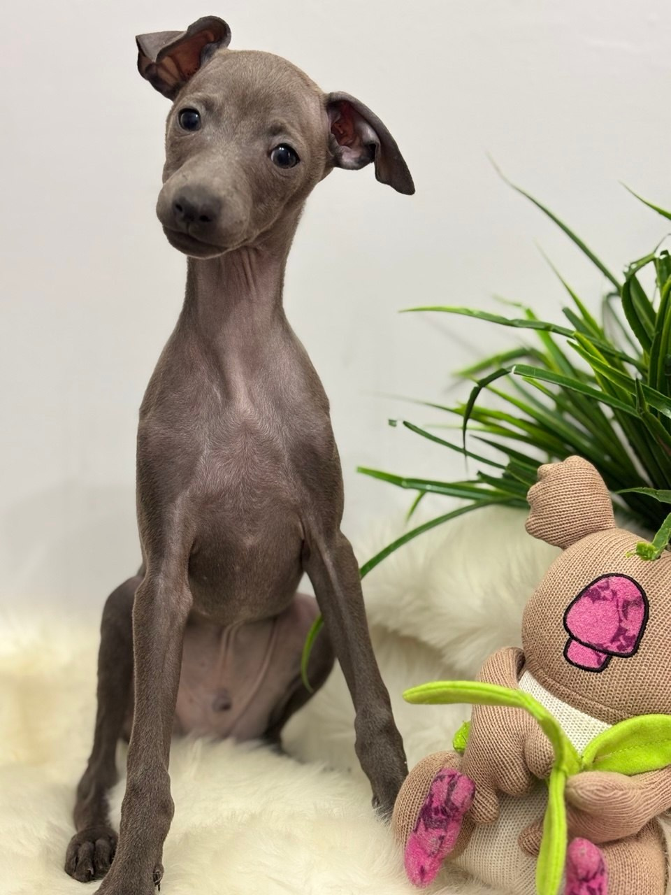 Голубые малыши. Профессиональный питомник левреток РКФ/FCI ASTI SAPPHIRE 💎 Сочи|Санкт-Петербург